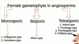 Types of femalegametophytes inangiosperms [upl. by Ziwot]