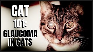 Cat 101 Glaucoma in Cats [upl. by Luise]