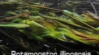 Illinois pondweed Potamogeton illinoensis [upl. by Yvi]