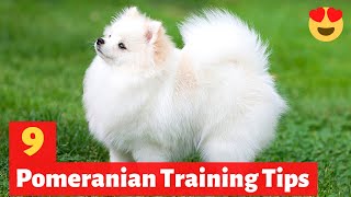 9 Amazing Pomeranian Puppy Training Tips  How to Train your Pomeranian puppy [upl. by Ykcub236]