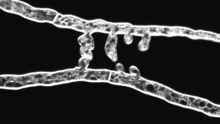 Chemotropic interaction between fusion hyphae in N crassa Hyphae stained with FM464 [upl. by Lore407]