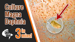 How to culture DAPHNIA MAGNA  The easy way [upl. by Carmena]