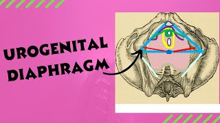 Urogenital diaphragm  Anatomy location and contents of the urogenital diaphragm [upl. by Quickel337]