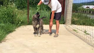 My Puppy Caucasian Shepherd [upl. by Walli]