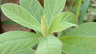 ஒற்றைஇலை கிலுகிலுப்பை Crotalaria retusa Devilbean Golden yellow sweet pea Wedgeleaf rattlepod [upl. by Chanda]