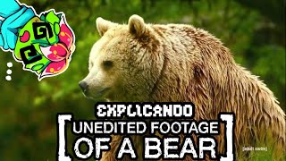 El ARG de Adult Swim sobre un Oso  EXPLICANDO Unedited Footage of a Bear [upl. by Smitt]