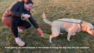 Small Animal Midstream Voided Urine Collection for Urinalysis AVMA Task Kelsey Ripp [upl. by Ydne]