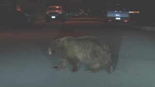 Chonky bear spotted in Monrovia [upl. by Ahsiakal]