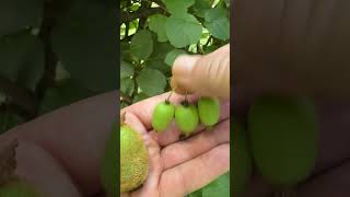 Kiwi or Grape Types of kiwi fruit we grow are Fuzzy and Hardy kiwis Actinidia kiwi garden [upl. by Suelo740]