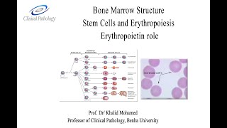 Vet Hematology Lecture 1 2 Erythropoiesis Arabic tutorial [upl. by Anialed]