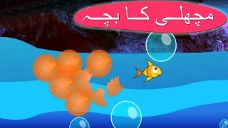 Machli Ka Bacha Urdu Poem  مچھلی کا بچہ  Urdu Nursery Rhyme Collection [upl. by Pembroke606]