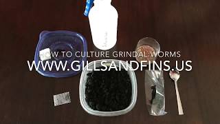 How to Culture Grindal Worms [upl. by Stanleigh793]