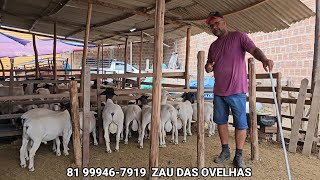 zau das ovelhas dorper Reprodutores a venda em santa cruz do capibaribe pernambuco [upl. by Pyotr]