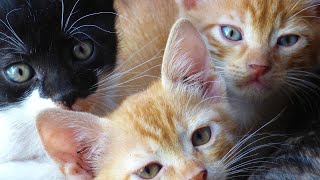 Cute Kittens Meowing Sounds  Kittens Crying Sound Effect  Kitten Noises  No Music [upl. by Adnar]