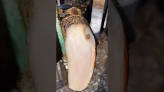 satisfying cow hoof trimming asmr hoof satisfying animal asmr hoofcare foryou cow [upl. by Niwre]