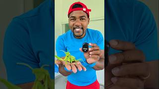 Louva Deus de Controle Remoto toys insects car asmr [upl. by Aidiruy]