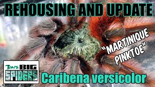 Caribena versicolor quotMartinique Pinktoequot Rehouse and Update [upl. by Atkins198]