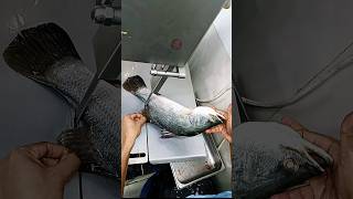 River super giant vatki Koral sea fish cutting skills reels video viralvideo shorts [upl. by Elyn]