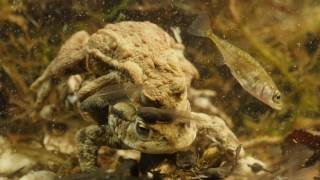 Spawning Common Toads  4K 2160p [upl. by Meldon]