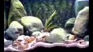 Neolamprologus Multifasciatus Biotopic Tank Part 4 [upl. by Klaus]