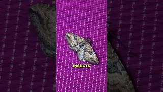 Have you ever tried Mothing moths [upl. by Joletta]