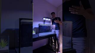 Setting up a 20 gallon reef tank [upl. by Lodi]