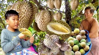 Durian Monthong from Koh Kong Province  Durian Season in Cambodia [upl. by Zubkoff]