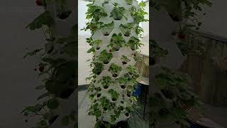 garden aeroponictower indoorplants hydroponictower aeroponics towergarden strawberryfruit [upl. by Ecinom]