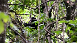 Chimpanzé chassant et tuant un colobe rouge  Chimp hunting and killing red colobus Gombe Tanzania [upl. by Hearn]