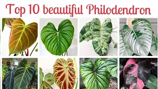 Top 10 Beautiful Philodendrons You Must Have indoorplants [upl. by Nyrmak]