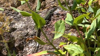 Wall Lizard Podarcis muralis  Bristol UK [upl. by Eirena883]