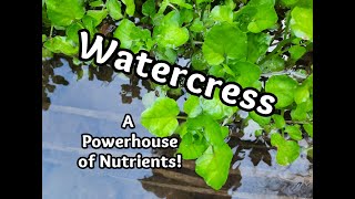 How to Identify Watercress [upl. by Akimrehs]