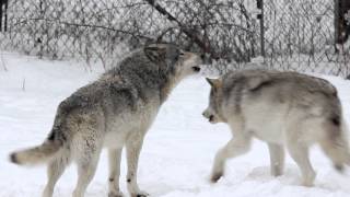 Gray Wolves Howling Parc Omega [upl. by Ydieh]