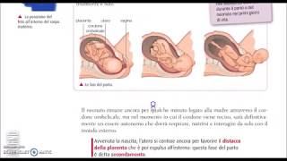 Apparato riproduttivo parte2 [upl. by Haonam]