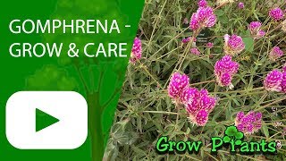 Gomphrena  grow amp care [upl. by Hoisch785]