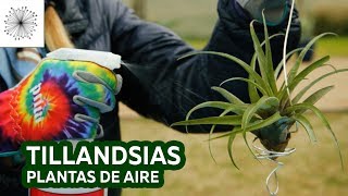 Todo sobre las Tillandsias o Plantas de Aire [upl. by Amadeus]