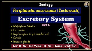 Periplaneta americana cockroach  Excretory System  Part 6  Zoology  B Sc Ist Year [upl. by Burleigh187]