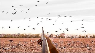 HUNDREDS OF MALLARDS IN THE DECOYS Alberta Duck hunting 2022 [upl. by Srevart284]