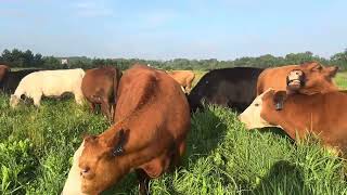 More Soothing Sounds of Cattle Grazing [upl. by Nnarefinnej775]