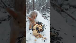 Три белочки в зимнем лесу Trois écureuils dans la forêt dhiver Sibérie [upl. by Blight349]