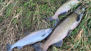 Salmon fishing  amazing fishing hook fishing  big fish catching [upl. by Adnalro7]