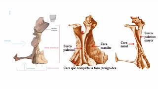 Huesos del viscerocráneo y sus accidentes óseos [upl. by Elehcin]