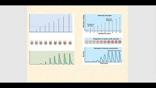 Lecture Video 7 Muscle Tissue amp Muscle Physiology [upl. by Yelrahs]