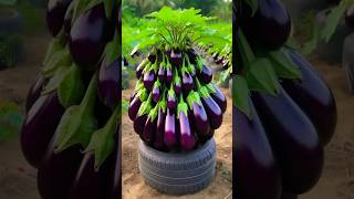 Easy To Harvest Eggplant With Unique Planting Skills shorts satisfying farming [upl. by Queridas]