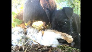 A DAY IN THE LIFE WOODY A HARRIS HAWK AND FRIENDS [upl. by Heinrich]