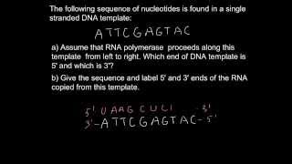 How to define 5 and 3 end of DNA or RNA [upl. by Eiralc]