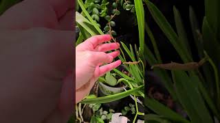 Brassavola Nodosa spotlight plantastix orchidspotlight nodosa orchid BetterGro [upl. by Uaeb]