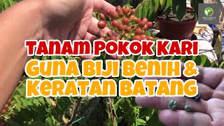 CARA TANAM POKOK KARI GUNA BIJI BENIH amp KERATAN BATANG  GROW CURRY LEAF PLANT USING SEED amp CUTTING [upl. by Mateusz900]