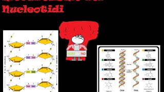 Il Metabolismo dei nucleotidi sintesi e turnover [upl. by Ruffi]