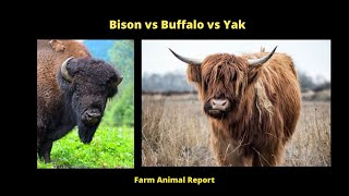 Bison vs Buffalo vs Yak [upl. by Lorrayne307]